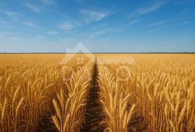 VAND TEREN ESTRAVILAN IN LOCALITATEA ZAGAR, JUDETUL MURES . - 1