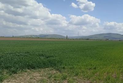 Teren de 7300 mp, în Chichiș - 2