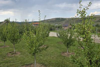 Spațiu comercial, în Daia - 3