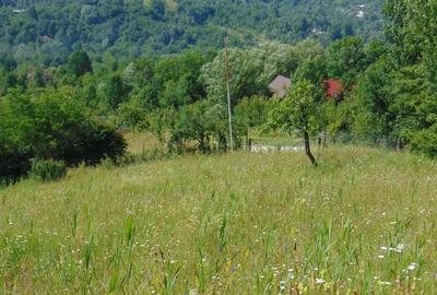 Teren de 2727 mp, în Provița de Jos - 1