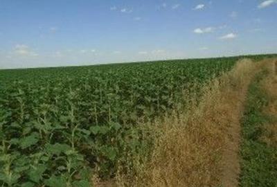 Teren extravilan Caldararu, ID: R2616308 - 6