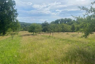 Spațiu comercial, în Borlova - 1