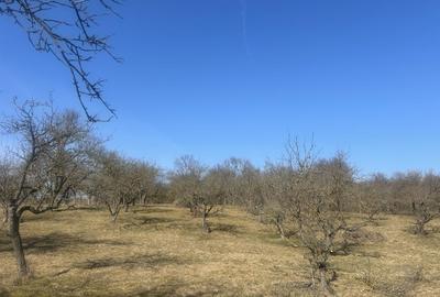 Teren de 4000 mp, în Suatu - 2