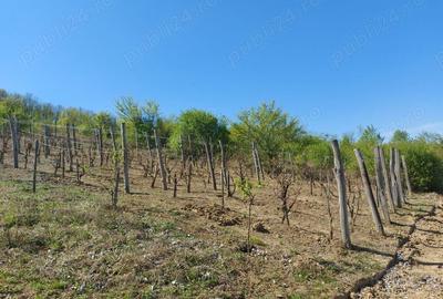 Teren de 76393 mp, în Vladimir - 2