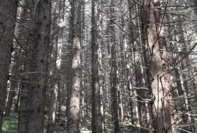 Teren de 2 mp, în Iedu - 2