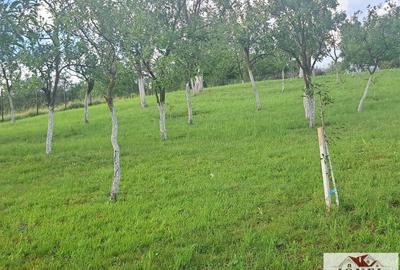 Teren Construcții intravilan de 2400 mp, în Benic - 5
