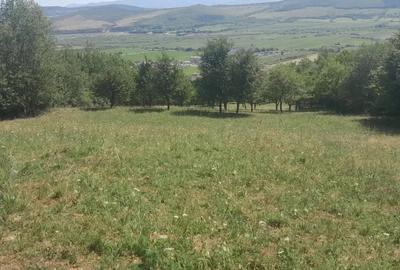 Teren de 5000 mp, în Viișoara - 5