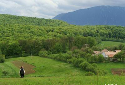 Teren de 11600 mp, în Poiana Mărului - 7