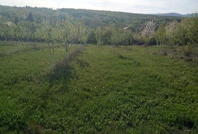 Teren de 7700 mp, în Dumbrăveni - 3