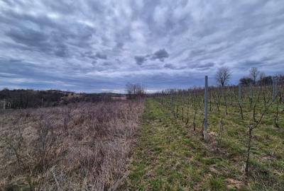 Teren agricol extravilan de 11400 mp, în Iabalcea - 1