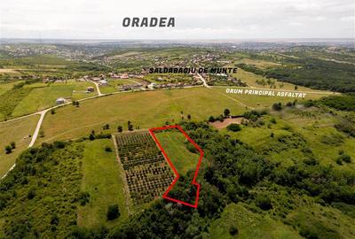 Teren intravilan de 7101 mp, în Săldăbagiu de Munte - 4