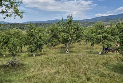 Teren de 6600 mp, în Cucoiu - 1