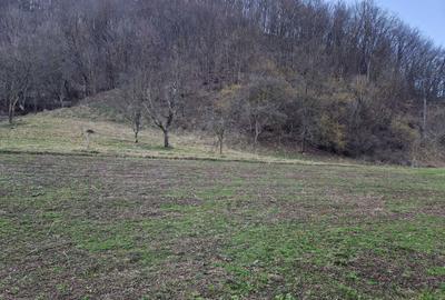 Spațiu comercial, în Hărțăgani - 5