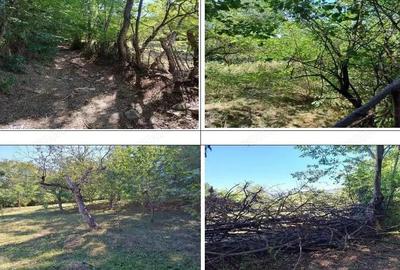 Teren Buciumeni, ID: R2431873 - 3