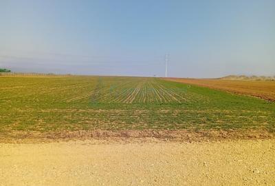 Teren Construcții intravilan de 20000 mp, în Biharia - 3