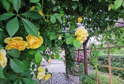 Casă cu 3 camere în Dănești - 5