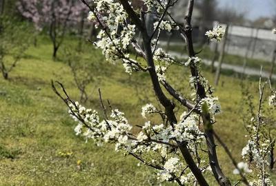 Casă cu 3 camere cu Teren 3000 Mp în Rasa - 1