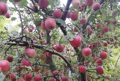 Teren de 31500 mp, în Perieni - 4