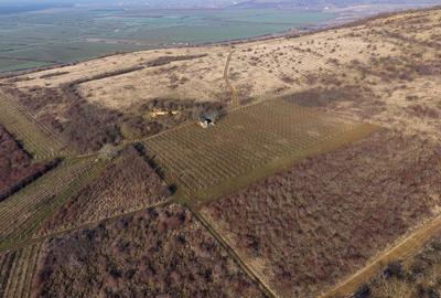 Vita-de-vie Premium  teren de 6800 mp în Covăsinț - 2