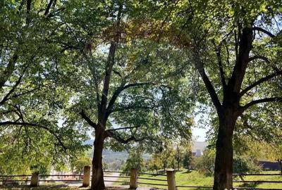 Teren în Bunești - 15