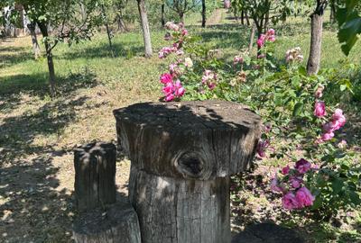 Vand casa in sag cu  gradina mare 275000 euro - 11