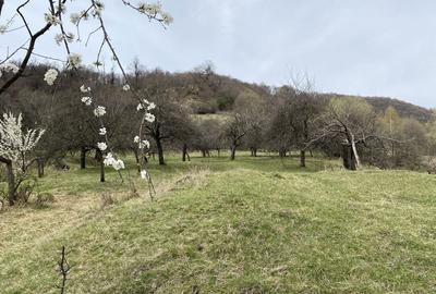 Teren de 22000 mp, în Corbi - 5
