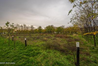 Teren în Afumați - 3