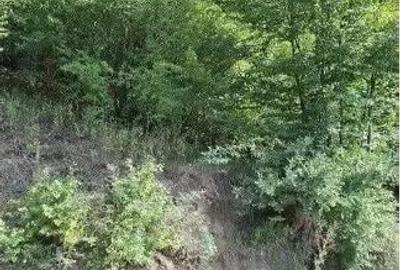 Teren extravilan Sotanga, ID: R2590381 - 3