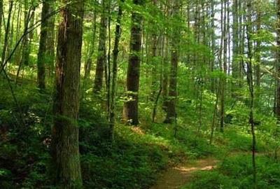 Oportunitate unica de investi?ie in padure de 162 ha in Bucovina! - 1