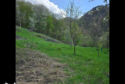 Teren de 3000 mp, în Certeju de Sus - 2