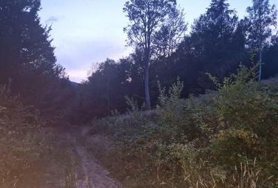 Teren de vanzare la Valiug 1000-3000mp ID 1218 - 2