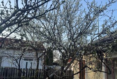 Casă cu 2 camere în Central - 6