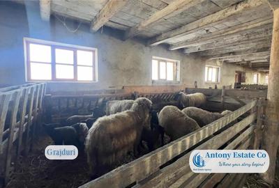 Oportunitate de investitie, Ferma Padurea Galbena - Cehal, Marghita - 10