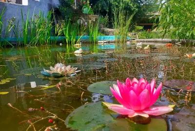 Casa de vanzare Piatra-Neamt - 4