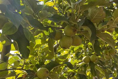 Gospodarie de vanzare - 1