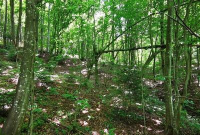Teren de 900 mp, în Văliug - 11