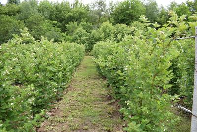 Teren de 3000 mp, în Fizeșu Gherlii - 4