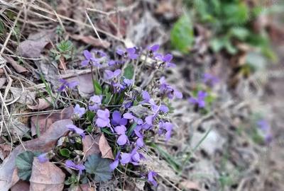 Casă cu 2 camere în Mânzălești - 10