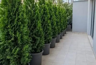 Apartament cu 3 camere decomandat, mobilat în Barbu Văcărescu - 21