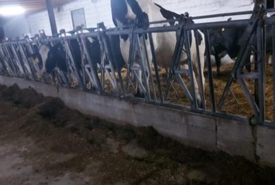 Teren de 40000 mp, în Cenad - 17