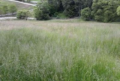 Casă cu 6 camere cu Teren 17846 Mp în Central - 1