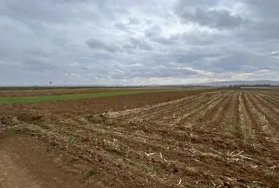 Teren de 2500 mp, în Horodnic - 5