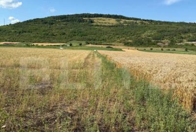 Teren intravin 2000 mp in Soimus - 1