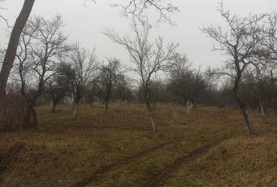 Spațiu comercial, în Fedeleșoiu - 6