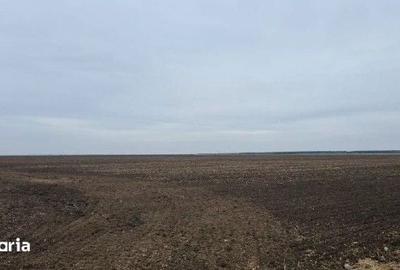 Teren de 5000 mp, în Gălbinași - 2