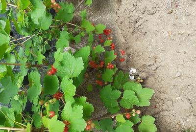 Apartament cu 2 camere decomandat în Sisești - 2