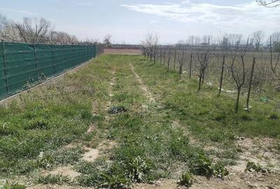 Teren de 5500 mp, în Ruși-Ciutea - 10