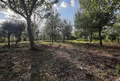 Gradina de vanzare intre Cristian si Orlat Gradina de vanzare intre Cristian si Orlat - 6