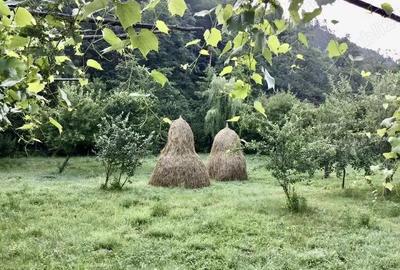 Casă cu 4 camere cu Teren 1650 Mp în Ferestrău-Oituz - 3