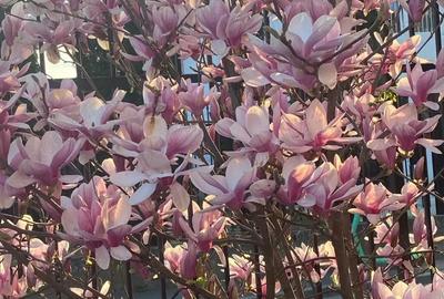 Casa singur in curte cartier Lazaret - 2